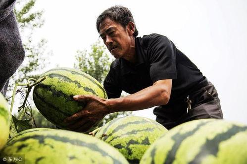 金昌老汉吃瓜视频,一场接地气的乡村生活秀